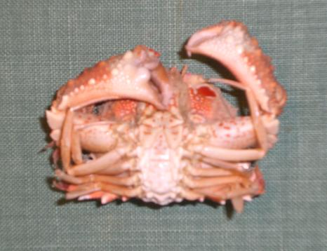 calappa ocularia T.F.C. A ventral view.bmp